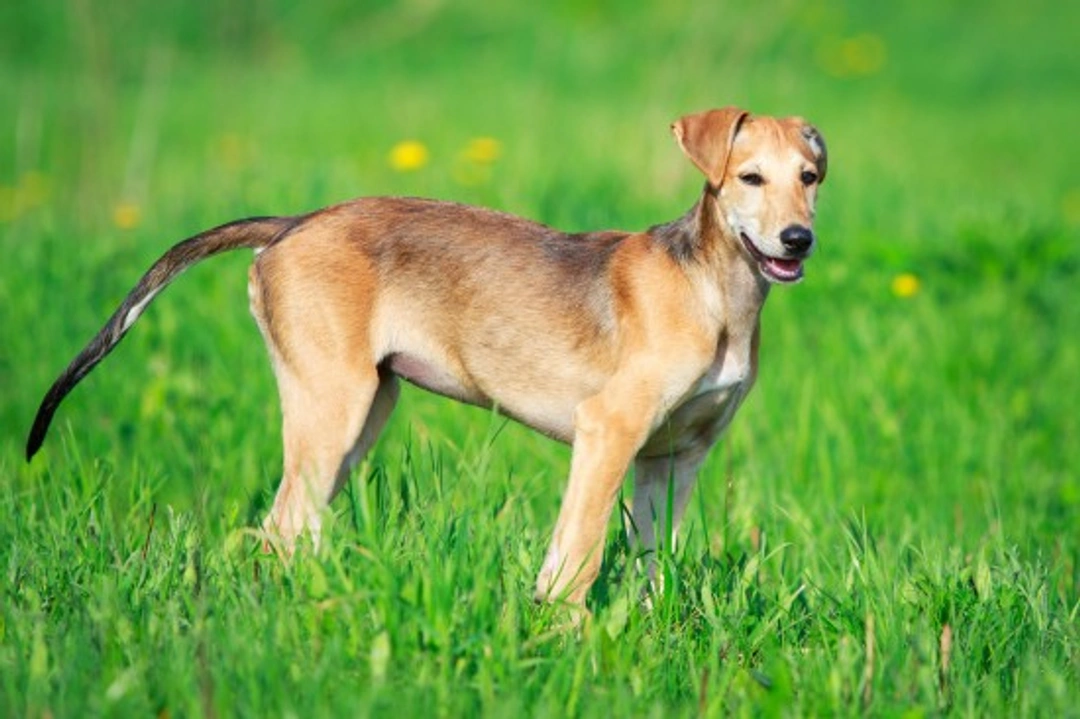 4 Rare Sighthound Breeds You Might Not Know