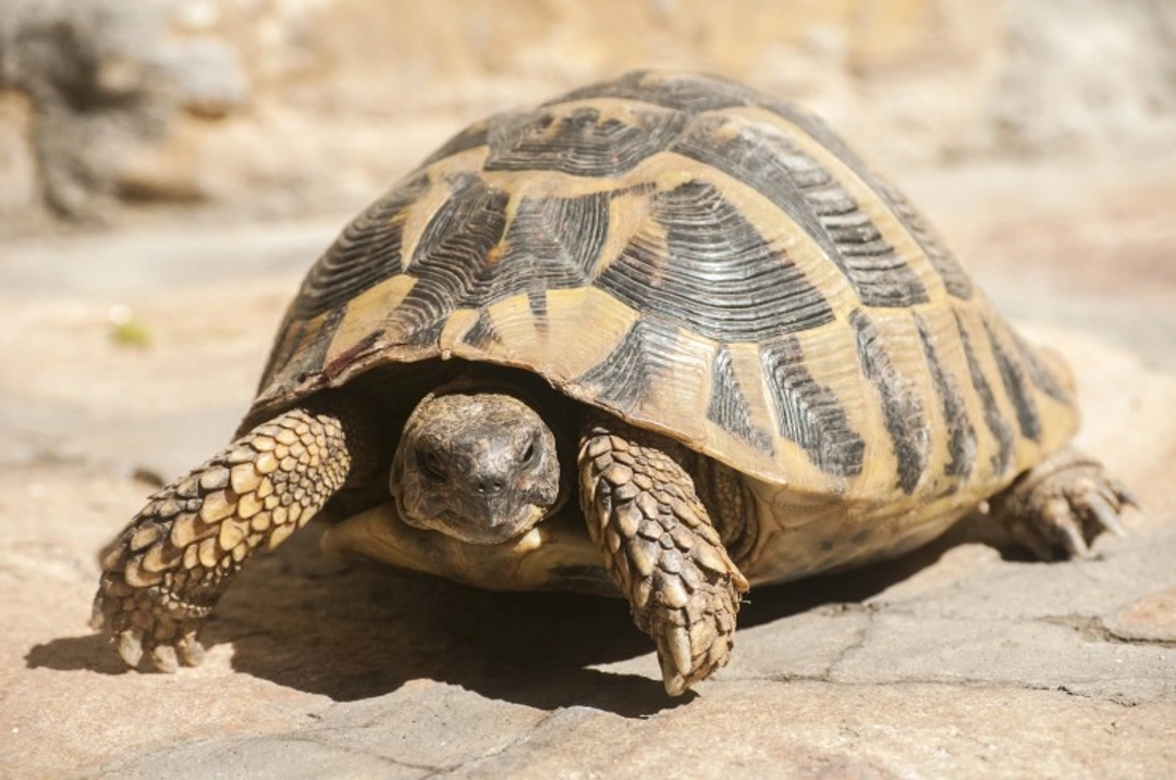 The basics of caring for a tortoise: Essential guide
