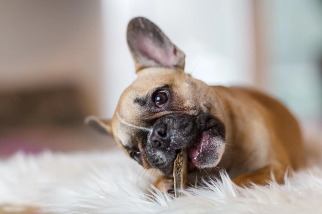 7 Vet-Approved Causes & Solutions for French Bulldog Toileting