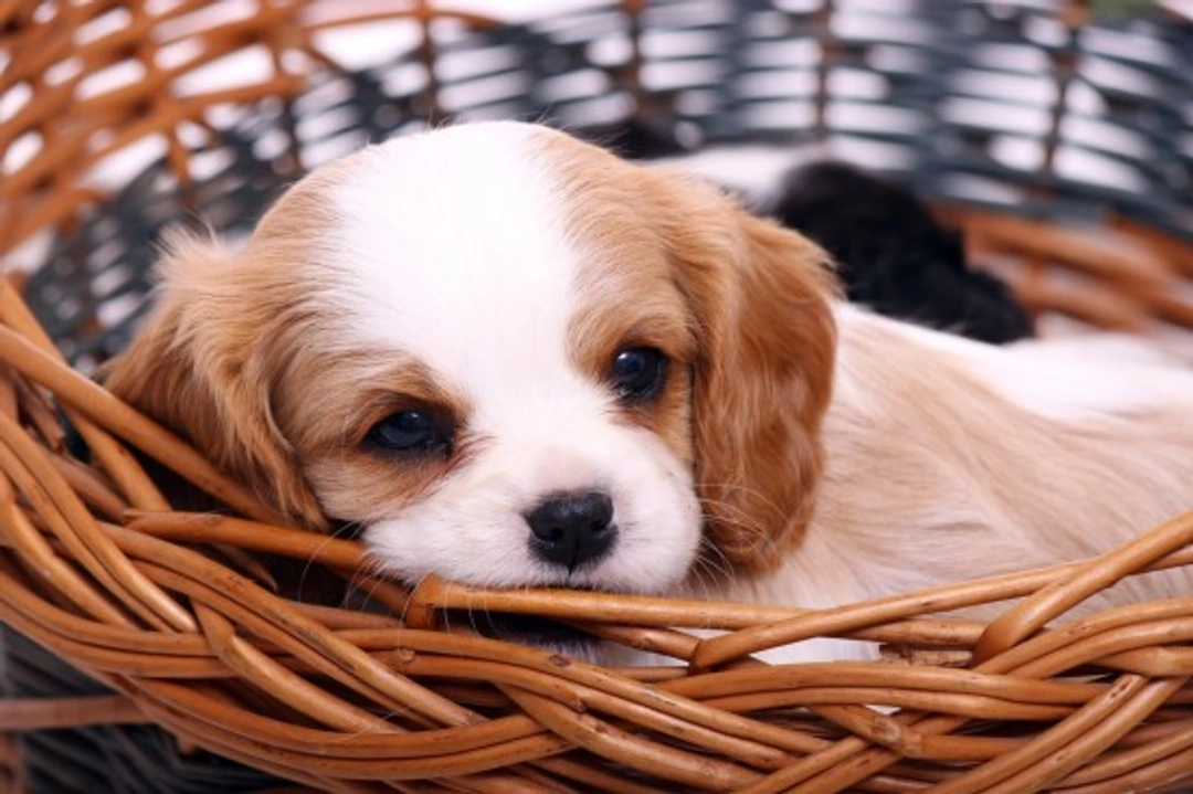 Caring for Your Puppy While You Are Out: Essential Tips