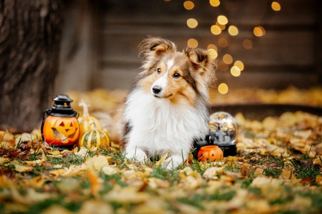 5 Unexpected Ways Halloween Affects Your Dog’s Wellbeing