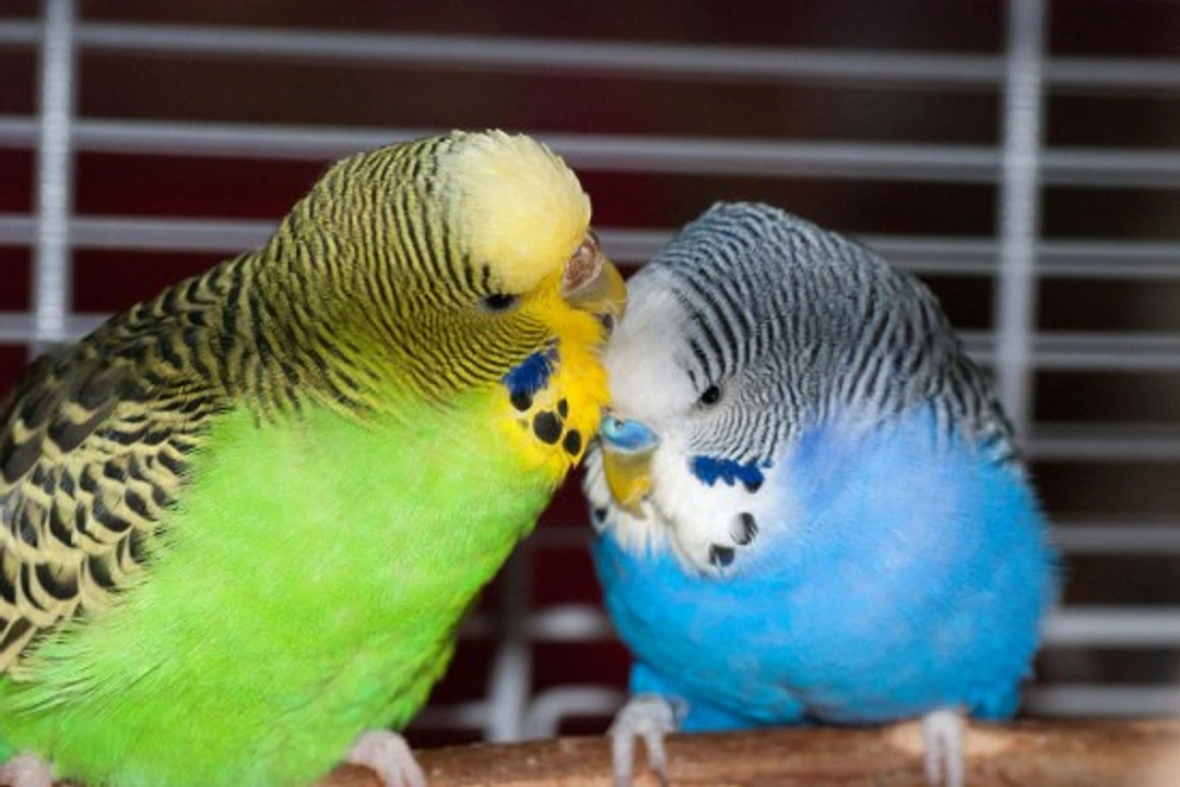 Showing Budgies for Beginners: A Complete Guide