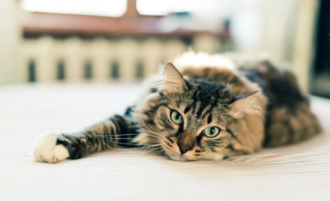 Taking Care of Your Cat’s Paws and Claws: Complete Guide