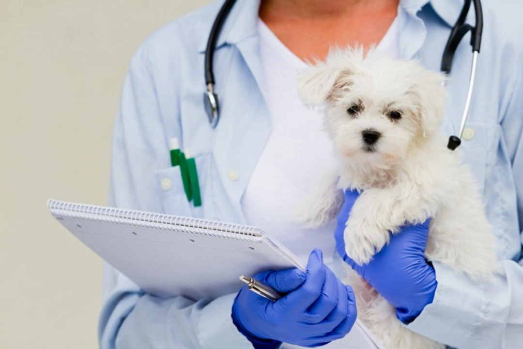 When to Take Your Puppy for Their First Vet Checkup