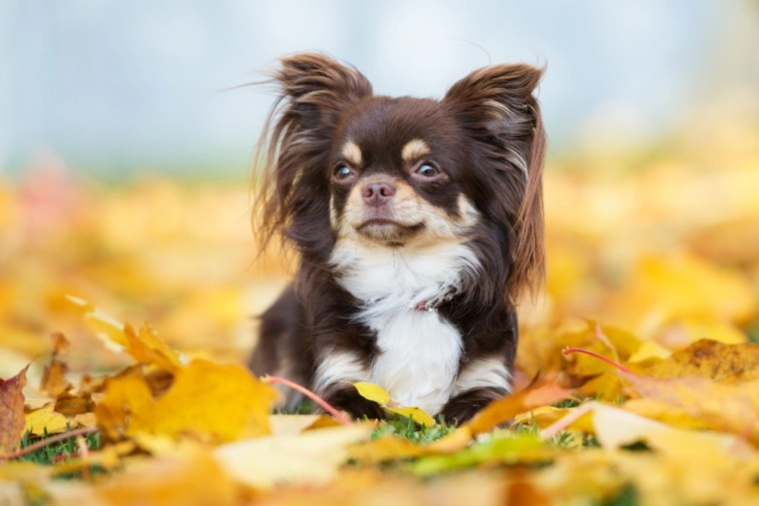 Keeping your dog safe on Guy Fawkes night in 7 tips