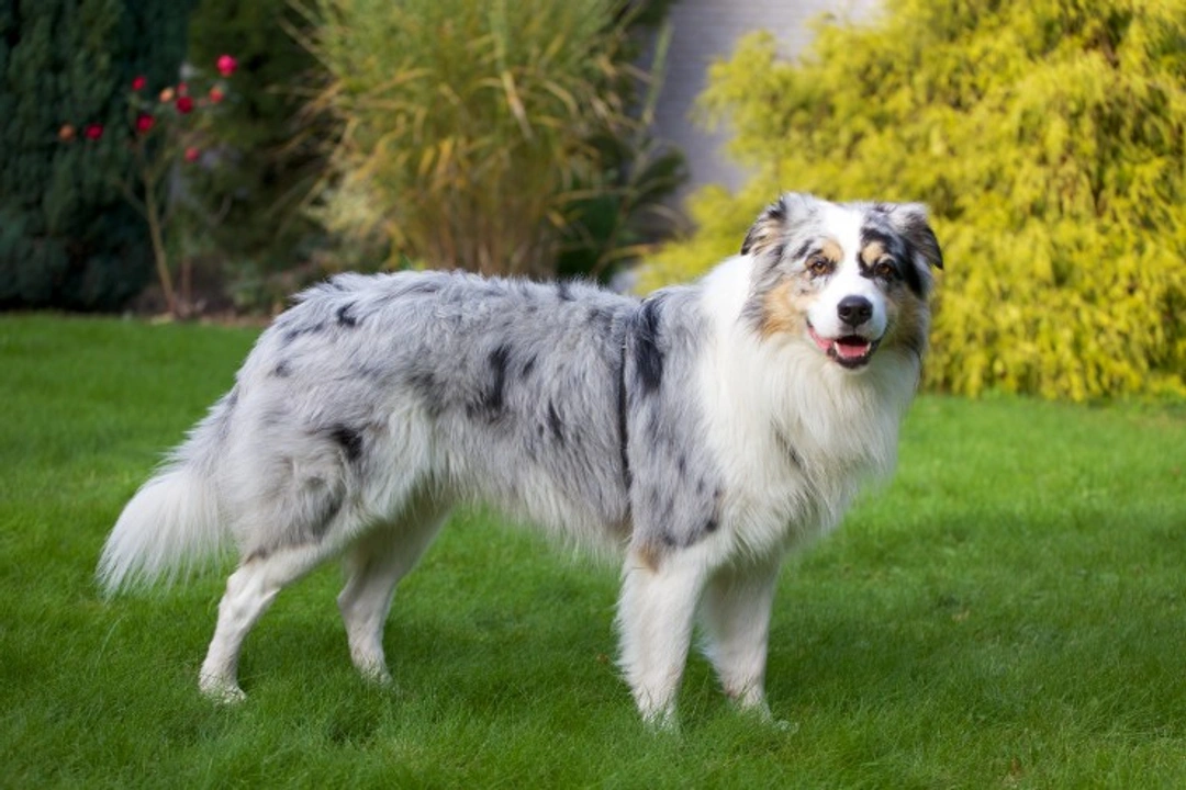 Breed Club Blood Testing for Pelger-Huet Anomaly in Dogs