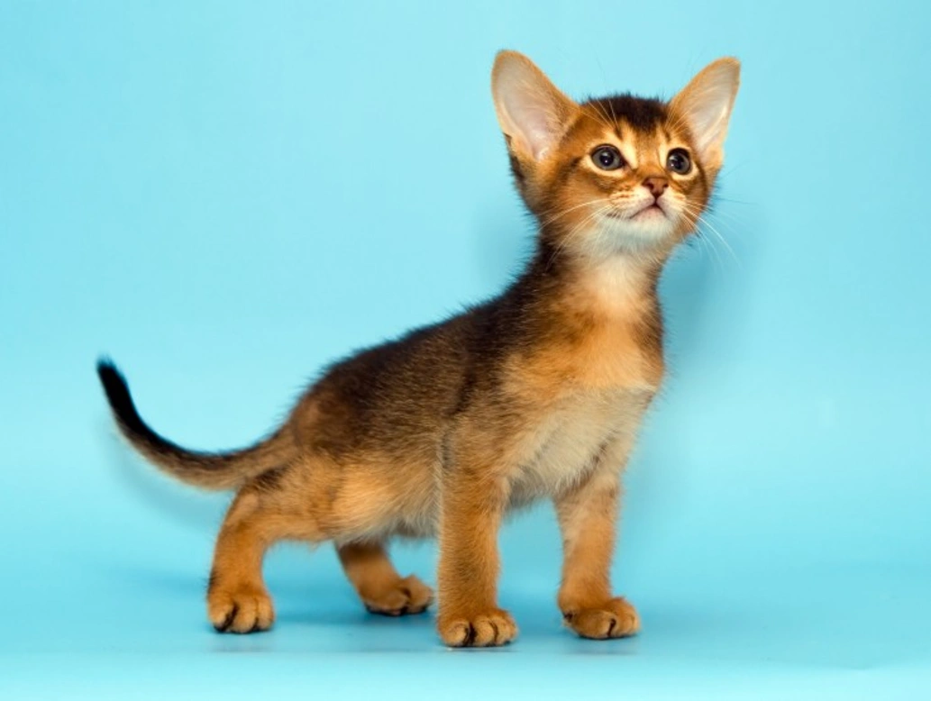 10 Friendliest Cat Breeds: Top Family Pets in 2025
