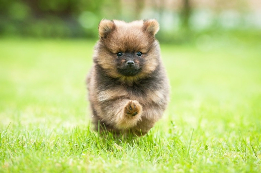 10 Things to Know About Pomeranians Before Buying One