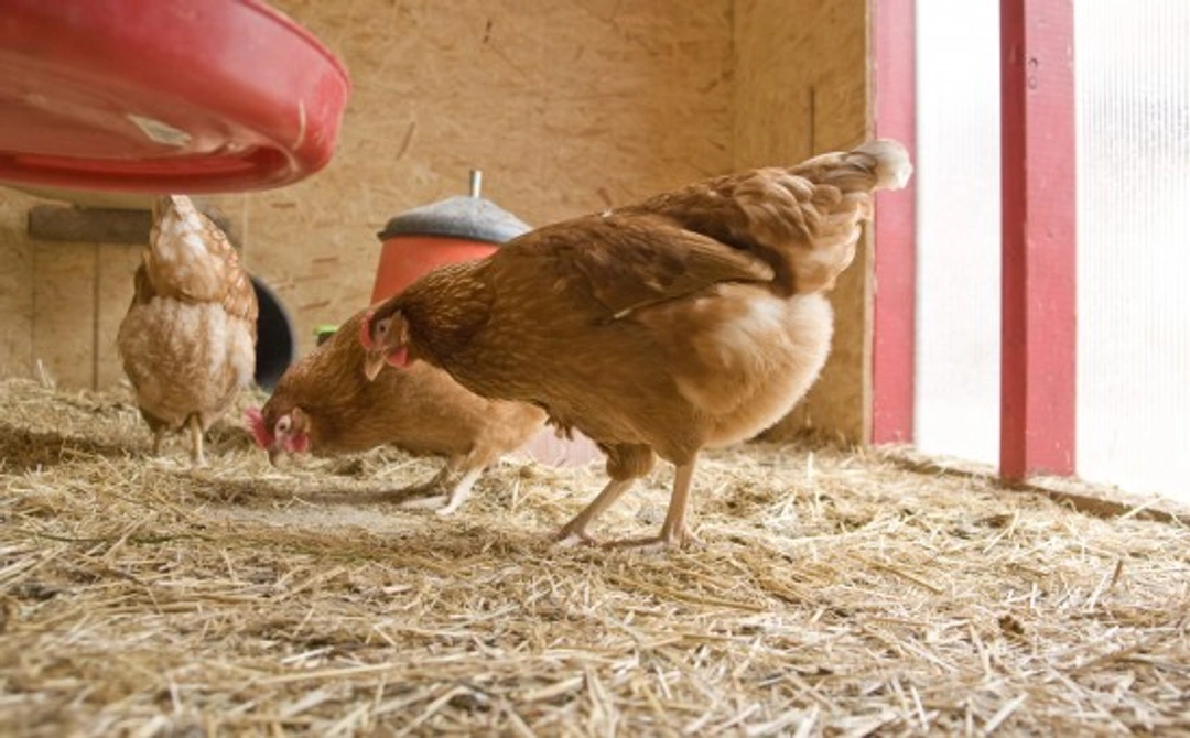 How to Effectively Manage Red Mite in Chickens and Their Housing