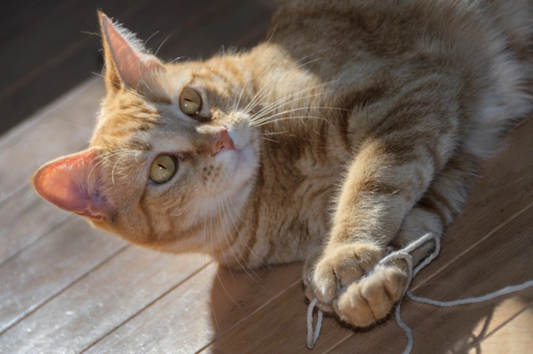 Problems with Polydactyly in Cats: Causes & Care