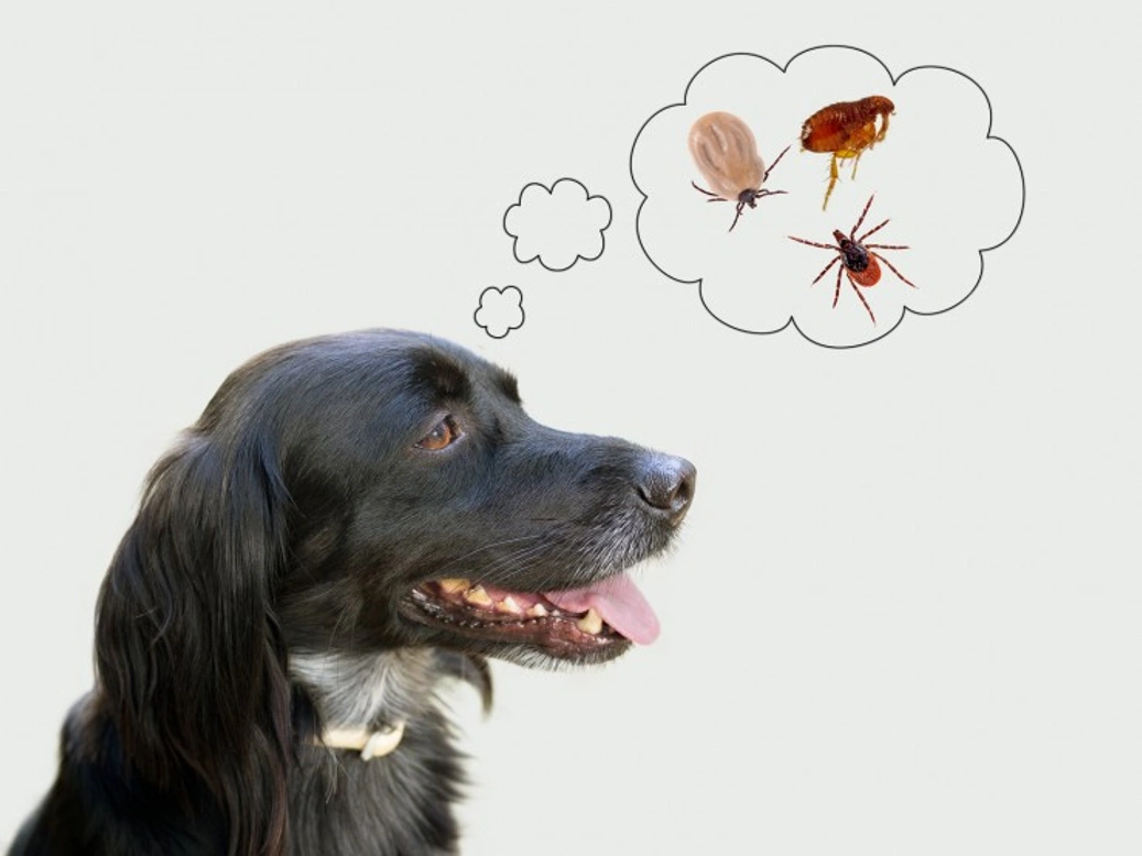 7 Biting and Stinging Insects That Can Affect Your Dog