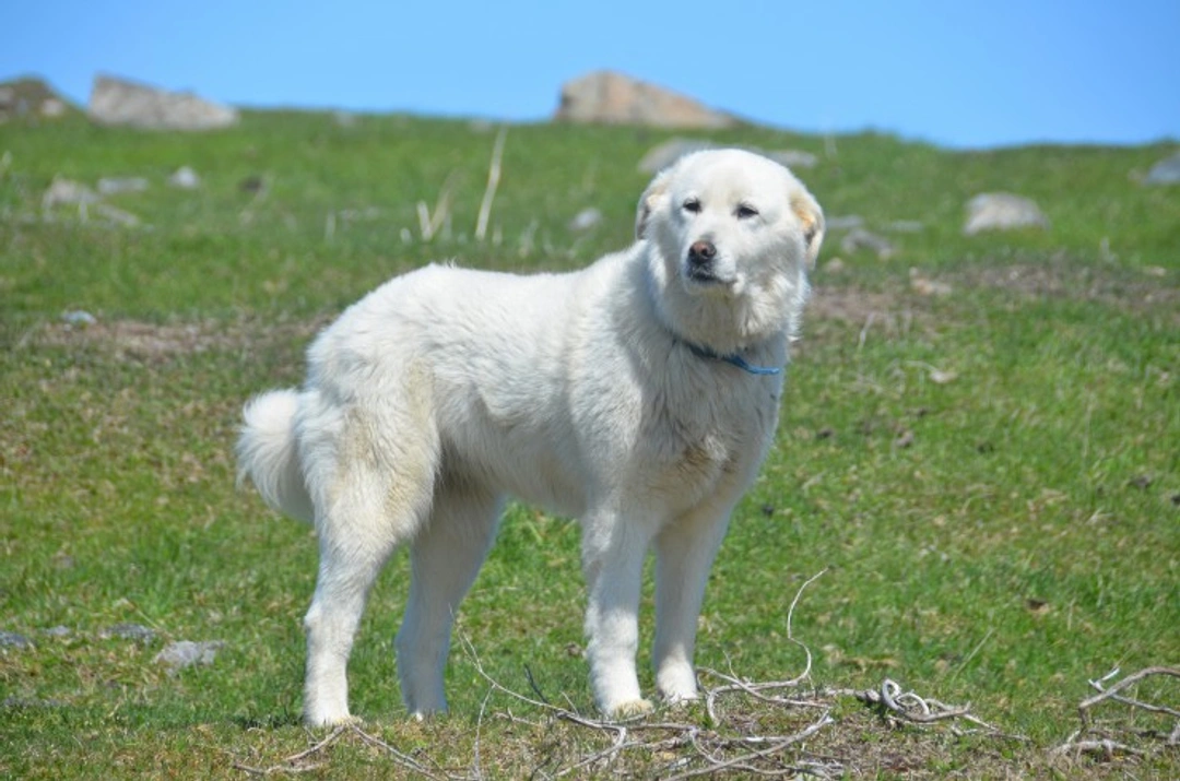 Tricuspid valve dysplasia (TVD) in Dogs: Causes, Diagnosis & Care