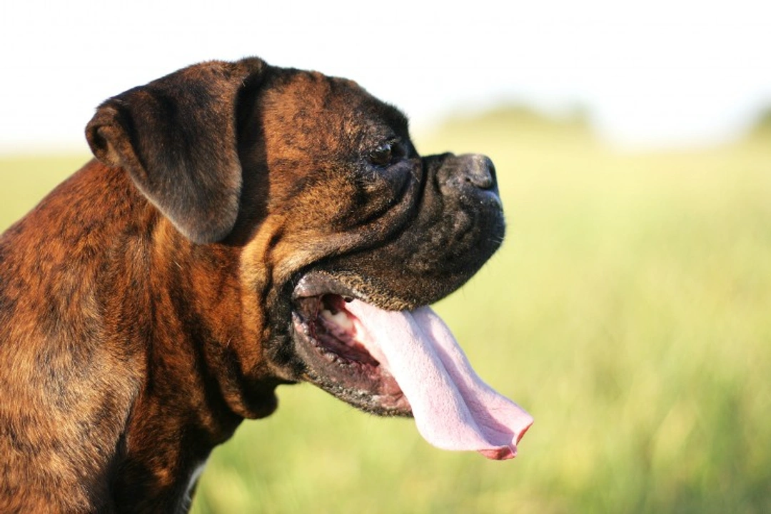 7 Fascinating Facts About Your Dog’s Saliva