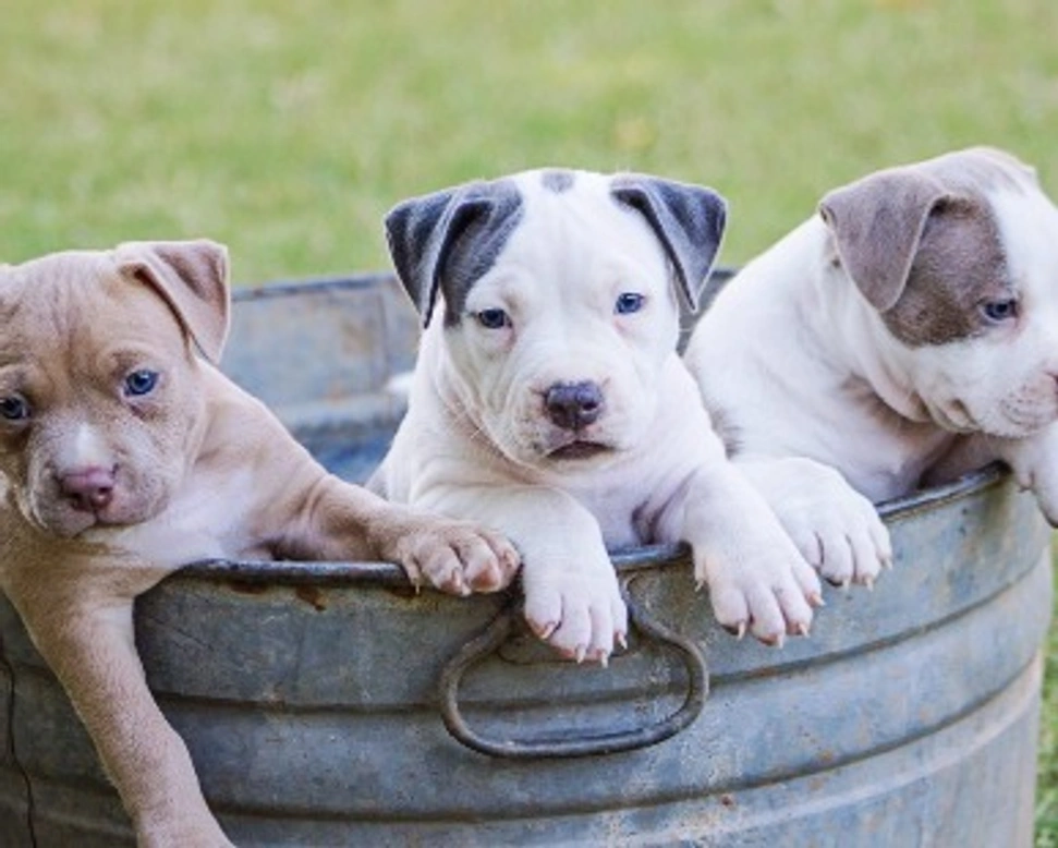 Iscrizione Anagrafe Canina in Italia, come funziona e cosa fare