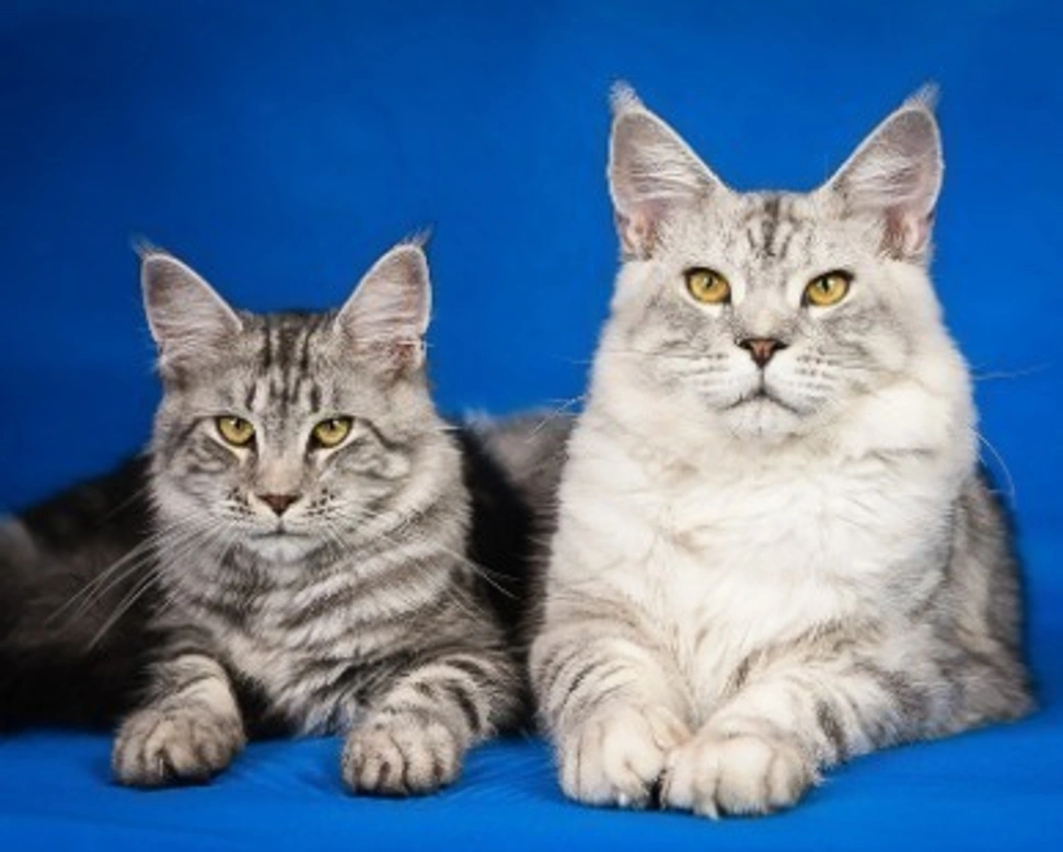 Gatti giganti: le razze più comuni in Italia