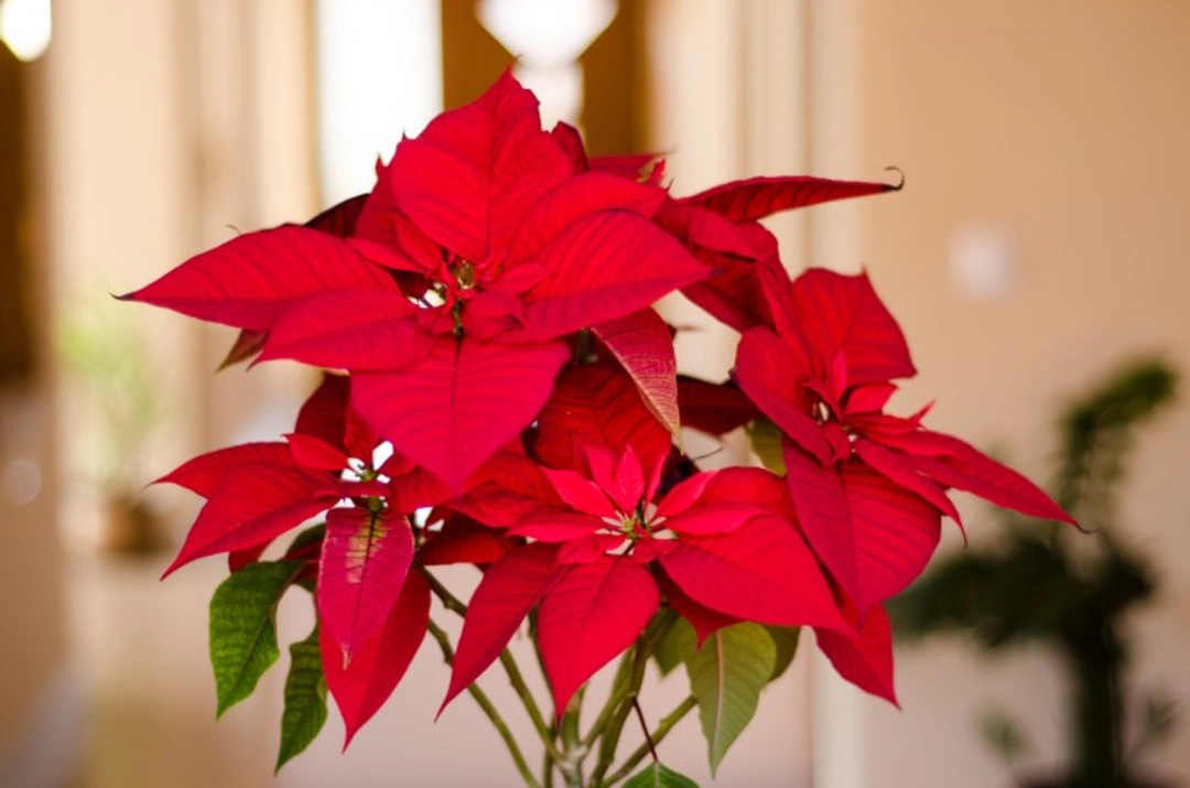 5 Common Toxic Houseplants and Flowers for Cats Explained