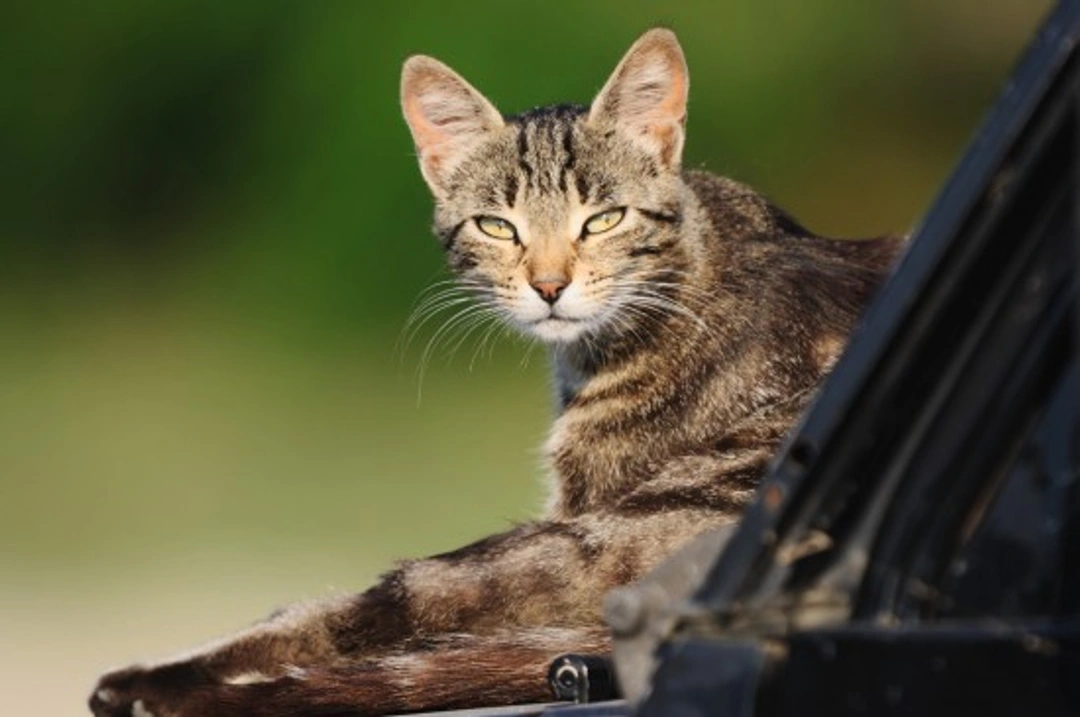 How to Travel Your Cat Safely: Car, Plane & Train Tips