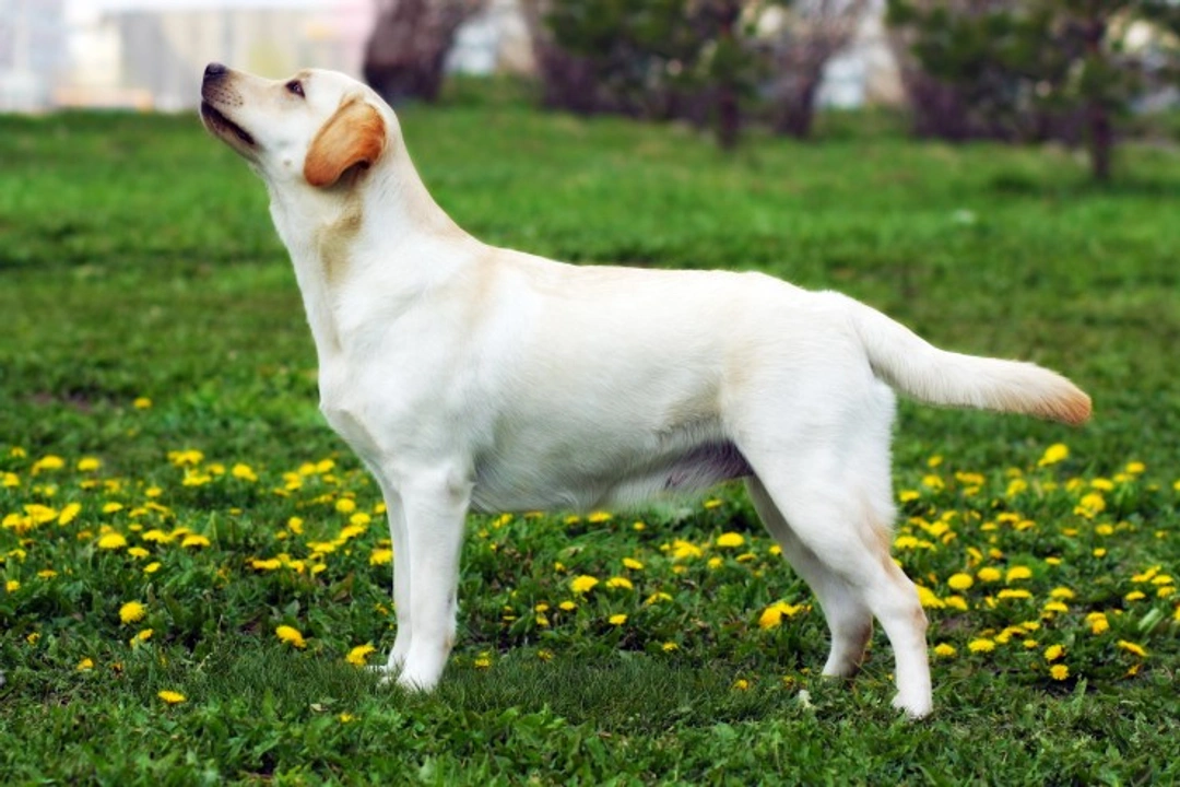 HNPK Testing for Labrador Retrievers: Your Complete Guide