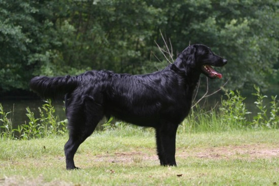 Flat-Coated Retriever FAQs: Care, Health & Temperament Guide