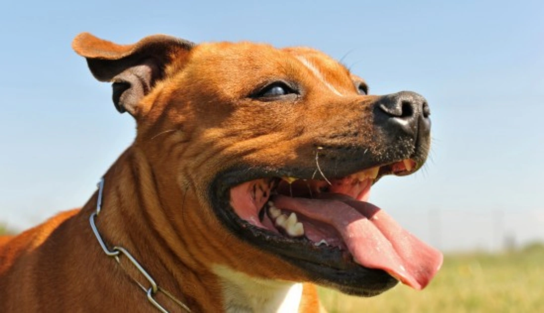 Investigating Aggressive Dog Breed Stereotypes