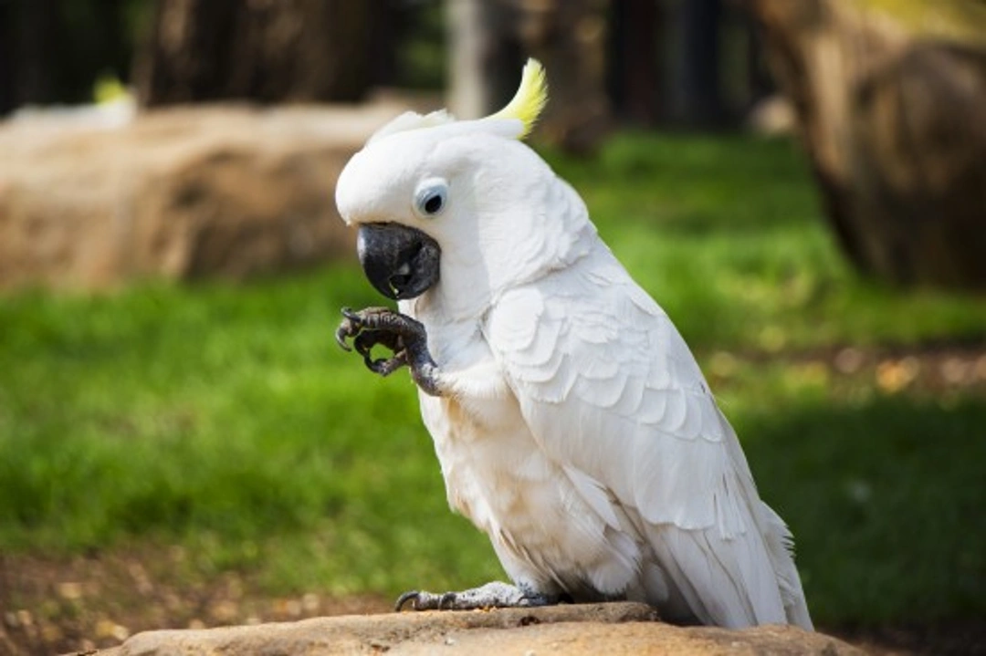 The White Cockatoo: Complete Care Guide for This Intelligent Bird