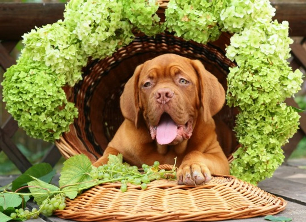 Grape and raisin poisoning in dogs: symptoms and treatment