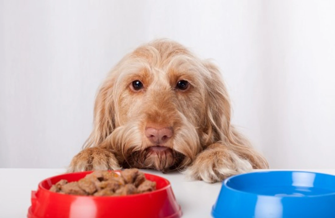 Ten Common Dog Food Ingredients Explained Clearly