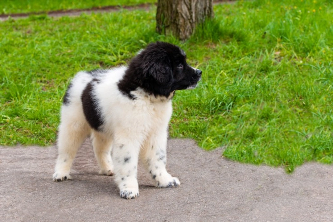 Karakachan Dog Breed: Rare Gentle Giant Companion