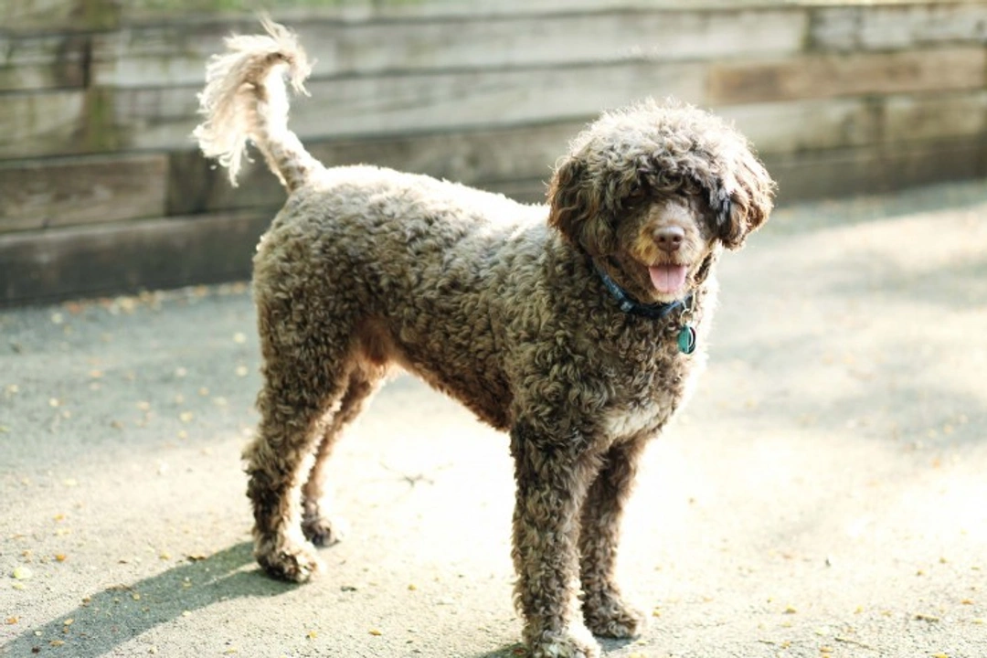 Curly Coated Retriever vs Portuguese Water Dog: Best Family Pet