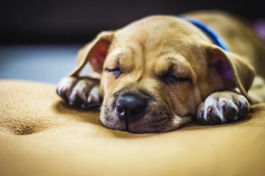 Should You Keep Your Puppy Awake During the Day to Sleep at Night?
