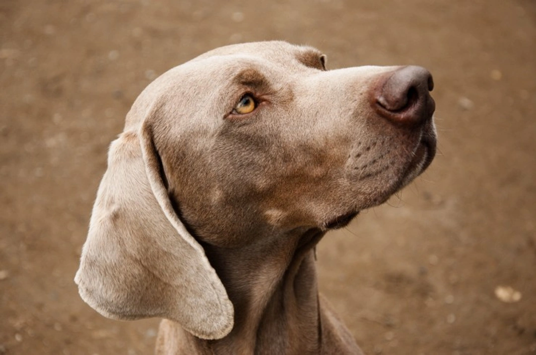 Managing Urinary Incontinence and Oestrogen in Bitches