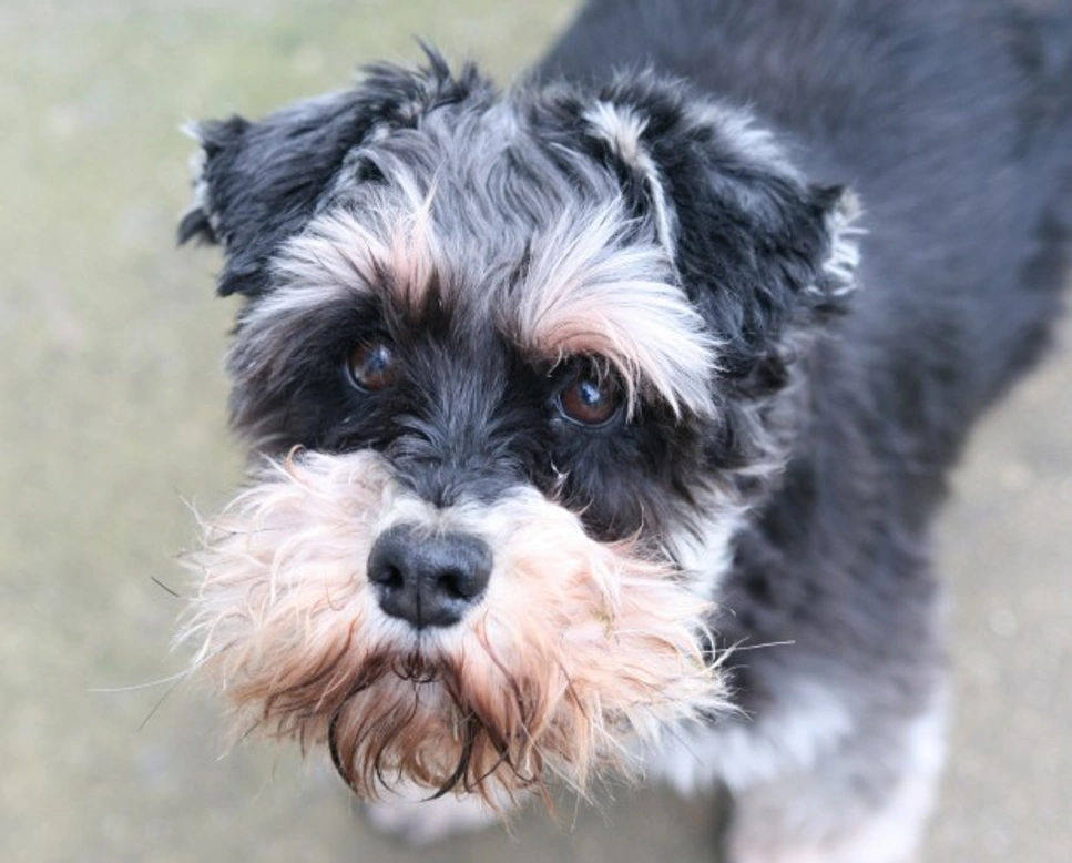 What Causes Gallstones in Dogs? Symptoms, Causes & Treatments