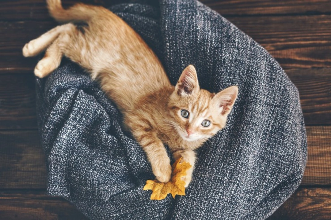 How to Teach Kids to Play Nicely With a New Kitten