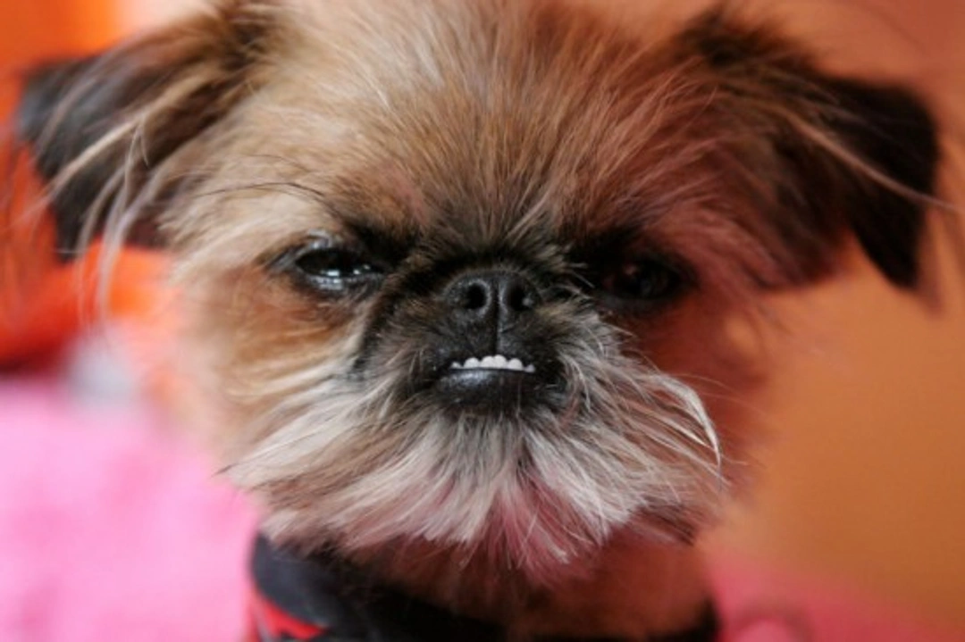 Help! My Little Dog is a Bully: Managing Small Dog Aggression