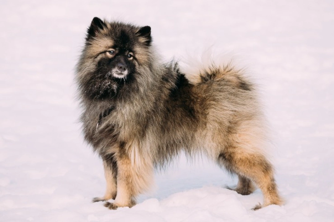 Primary Hyperparathyroidism in Keeshond Dogs: Causes & Testing