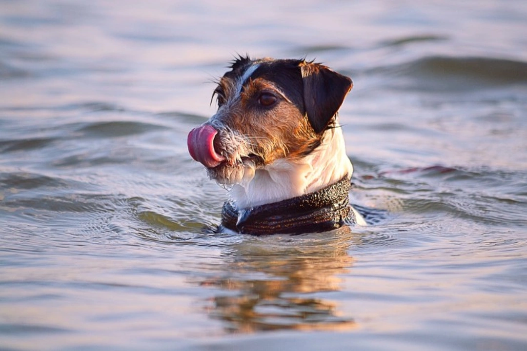 Getting Your Dog Comfortable Around Water: Safe Steps