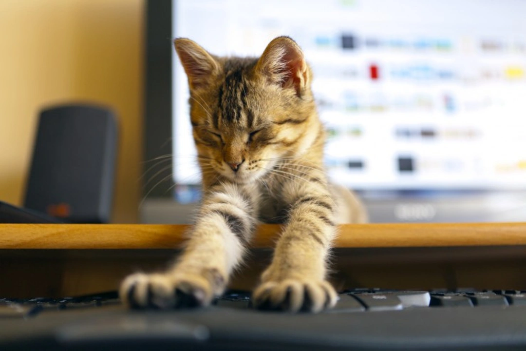 Why Cats Love Sitting on Computer Keyboards