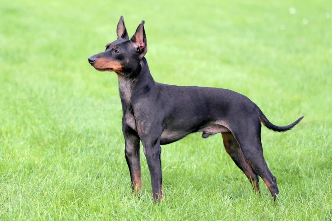 English Toy Terrier vs Miniature Pinscher: Best Small Dog Companion