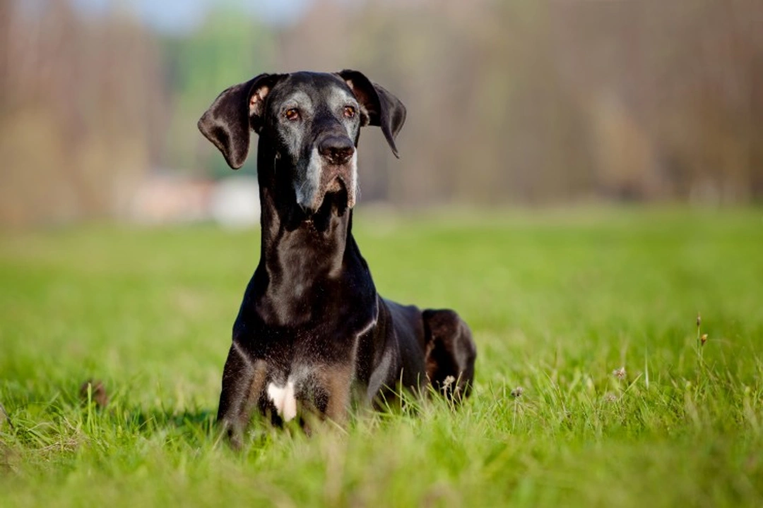 6 Common Health Conditions to Watch for in Older Dogs