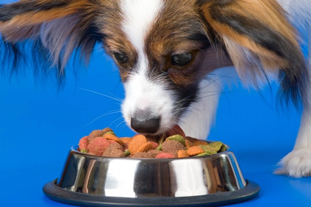 How to Feed Your Dog After a Bout of Diarrhoea: Step-by-Step