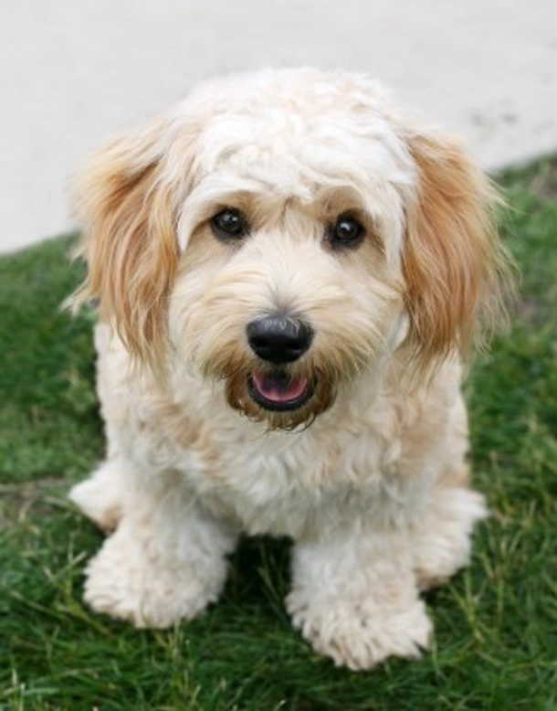 All About the Cavachon Dog: Size, Temperament & Care