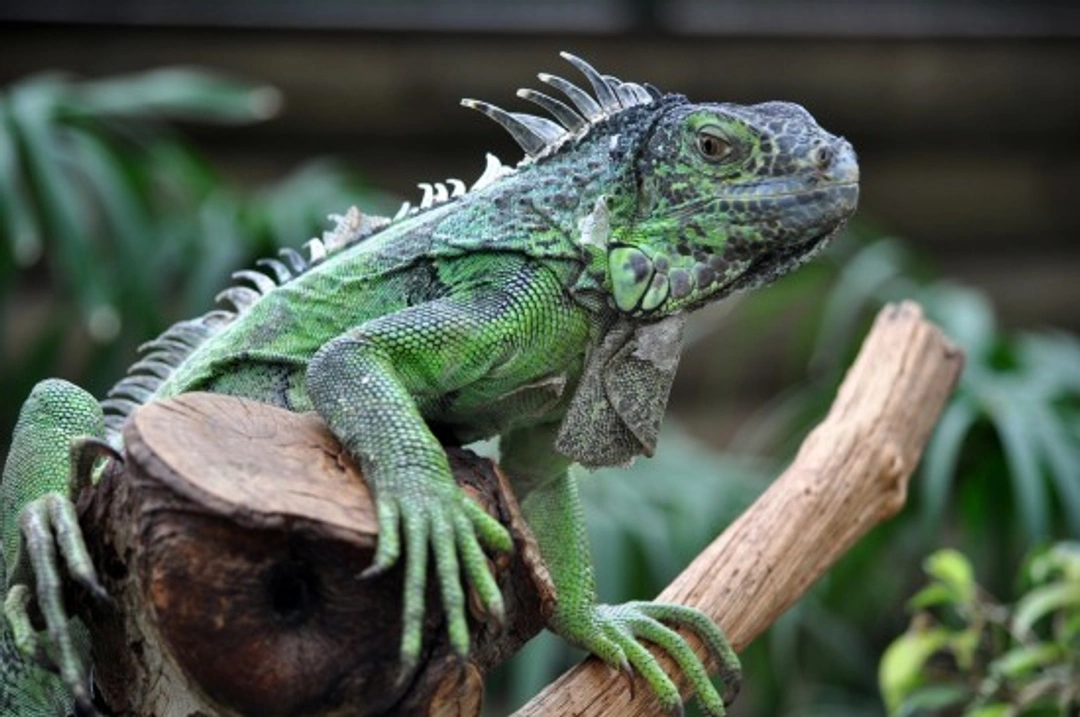 Complete Guide to Types of Iguana and Their Care