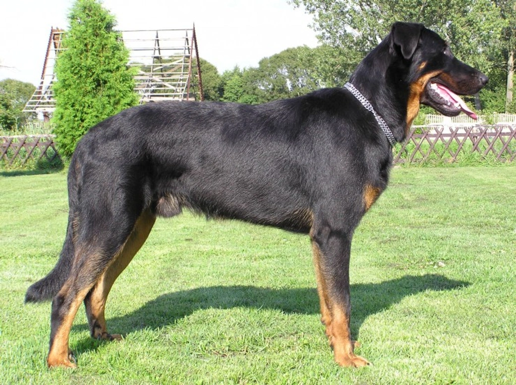 Is the Beauceron Dog a Good Choice of Pet?