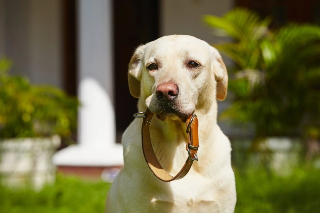 Preventing and Treating Dog Collar Chafing Safely