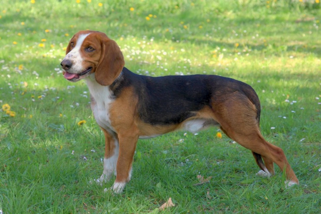 All About the German Hound (Deutsche Bracke) Breed Guide