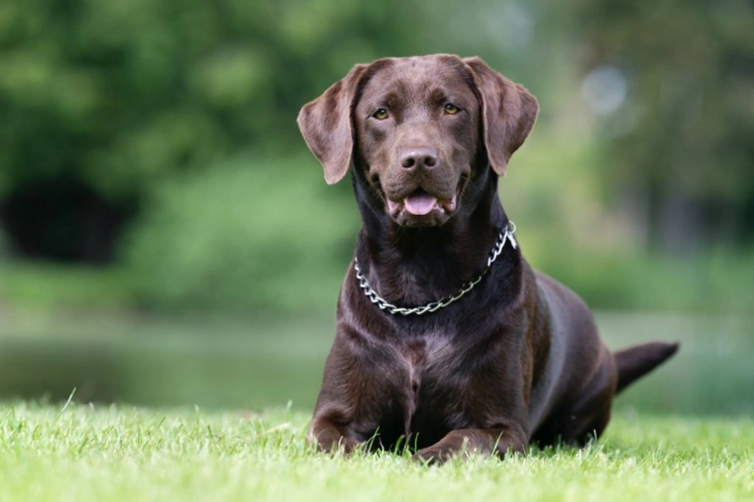 What is a purebred dog? How it differs from pedigree dogs