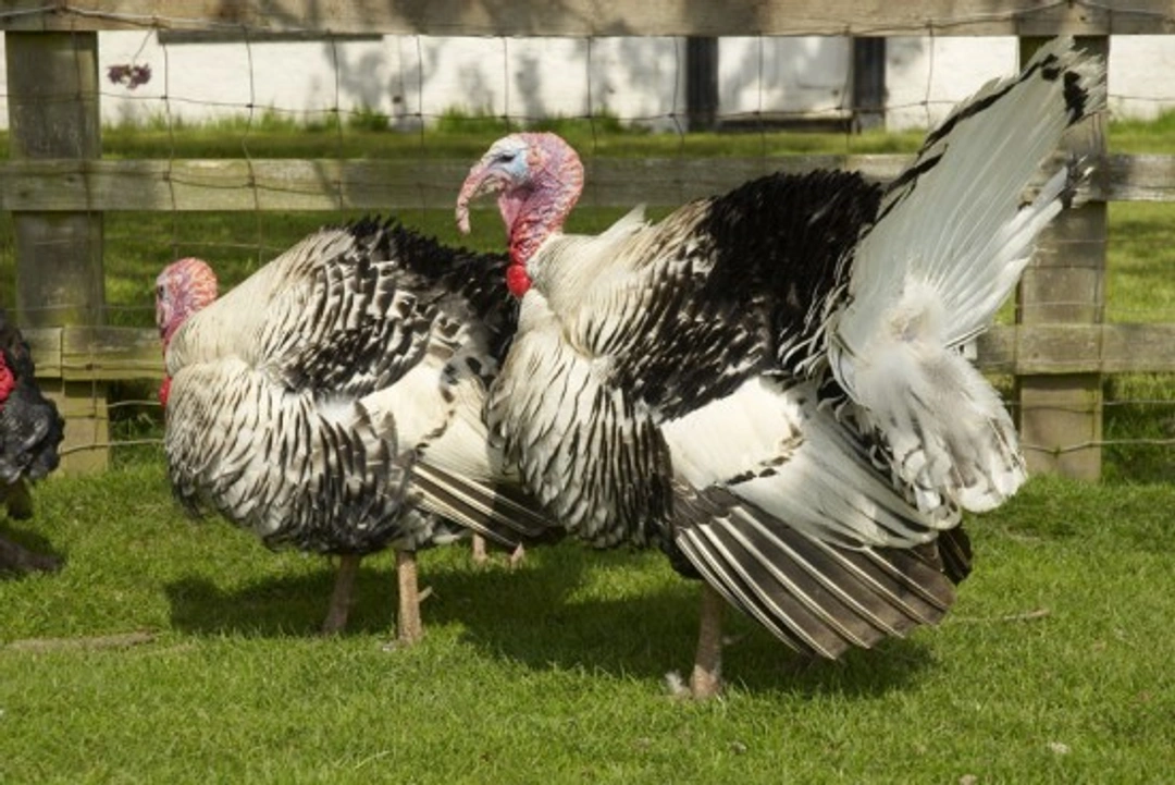 How Easy is it To Keep One or Two Turkeys?