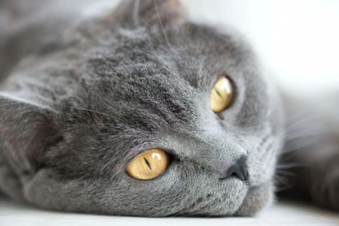 Top 5 Mistakes Cat Owners Often Make and How to Avoid Them