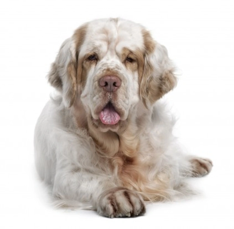 The Clumber Spaniel: Gentle Temperament & Loyal Family Pet
