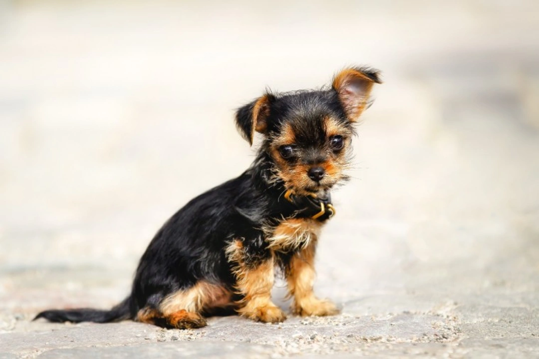 All about the Chorkie dog: A lively small breed guide